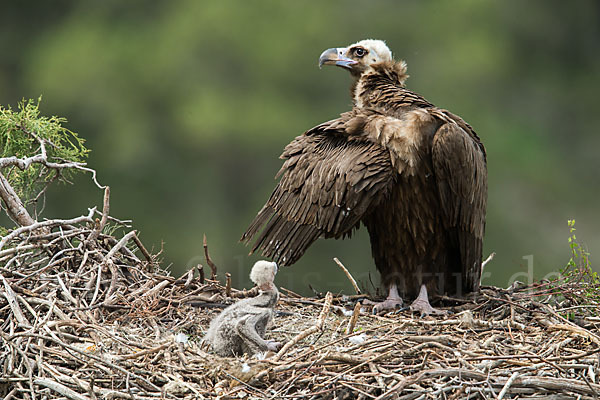 Mönchsgeier (Aegypius monachus)