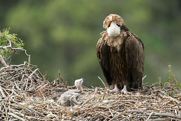 Mönchsgeier (Aegypius monachus)