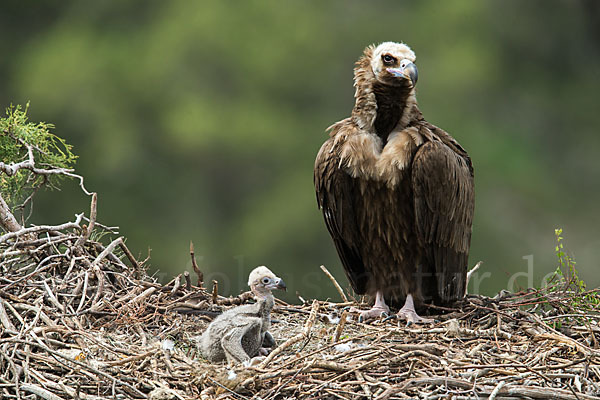 Mönchsgeier (Aegypius monachus)