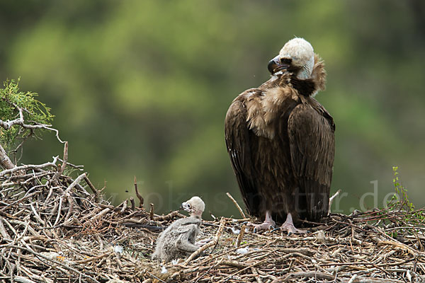 Mönchsgeier (Aegypius monachus)