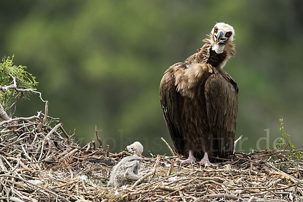 Mönchsgeier (Aegypius monachus)