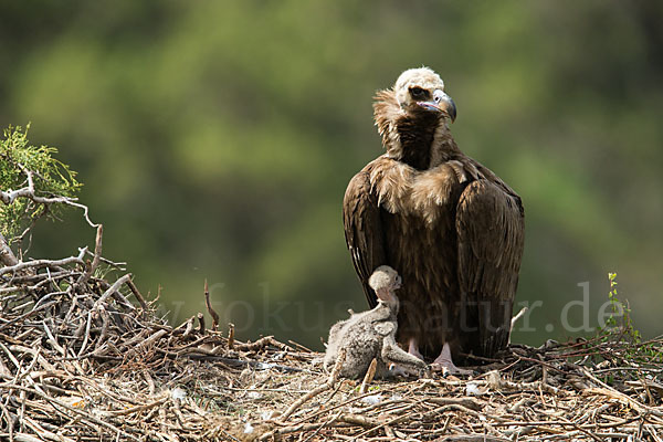 Mönchsgeier (Aegypius monachus)