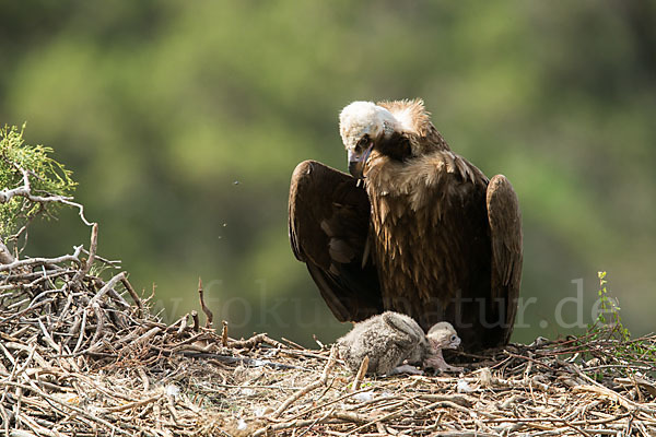 Mönchsgeier (Aegypius monachus)