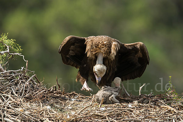 Mönchsgeier (Aegypius monachus)