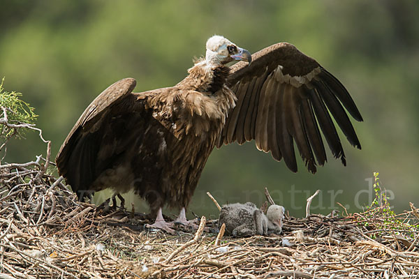 Mönchsgeier (Aegypius monachus)