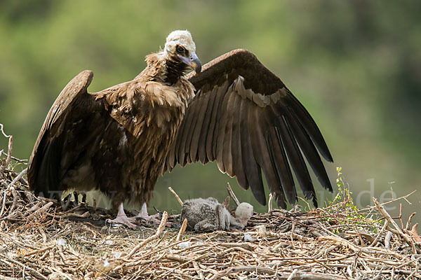 Mönchsgeier (Aegypius monachus)