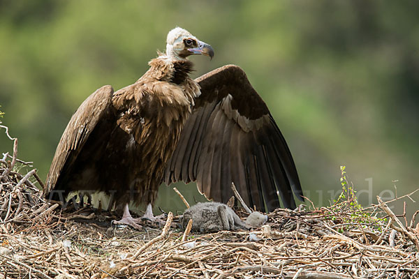 Mönchsgeier (Aegypius monachus)