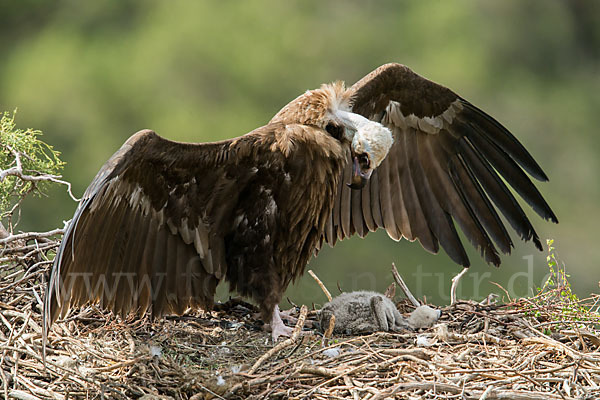 Mönchsgeier (Aegypius monachus)