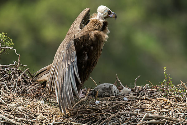 Mönchsgeier (Aegypius monachus)