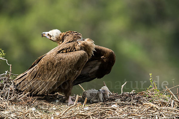 Mönchsgeier (Aegypius monachus)