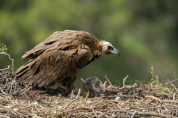 Mönchsgeier (Aegypius monachus)