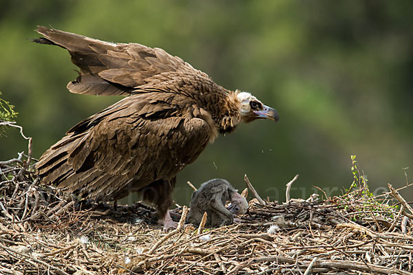 Mönchsgeier (Aegypius monachus)