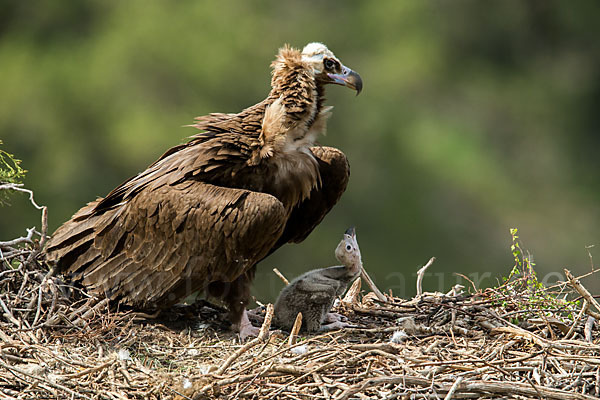 Mönchsgeier (Aegypius monachus)