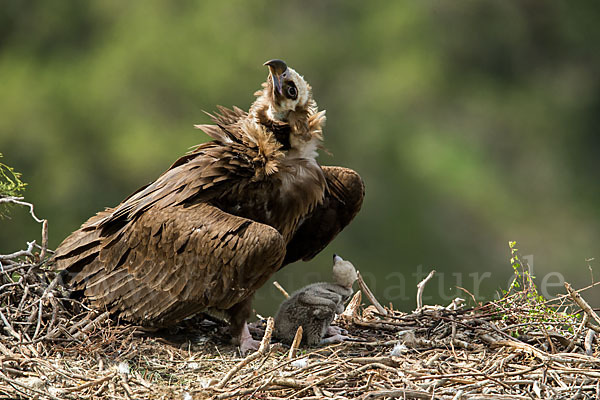 Mönchsgeier (Aegypius monachus)