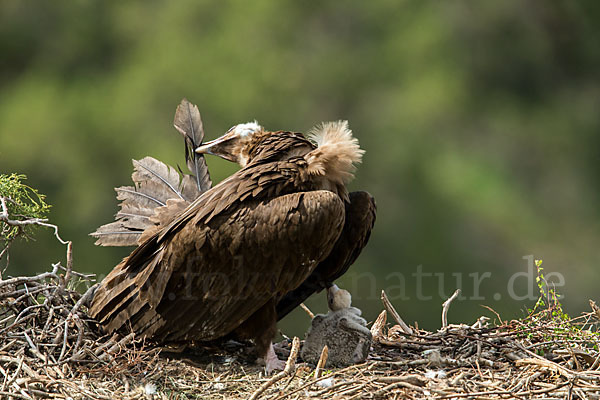 Mönchsgeier (Aegypius monachus)