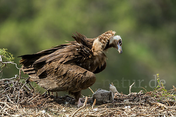 Mönchsgeier (Aegypius monachus)