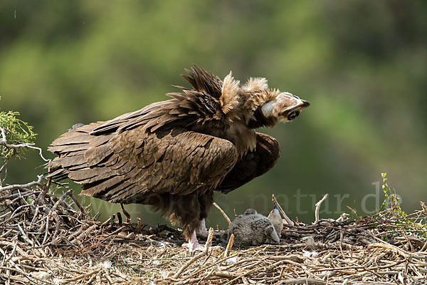 Mönchsgeier (Aegypius monachus)