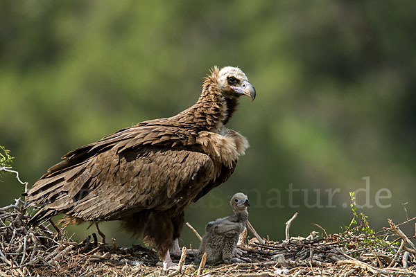 Mönchsgeier (Aegypius monachus)