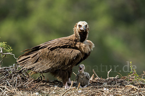 Mönchsgeier (Aegypius monachus)