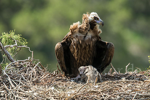 Mönchsgeier (Aegypius monachus)