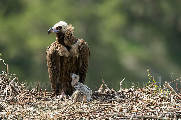 Mönchsgeier (Aegypius monachus)