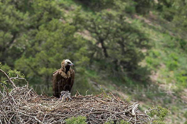 Mönchsgeier (Aegypius monachus)