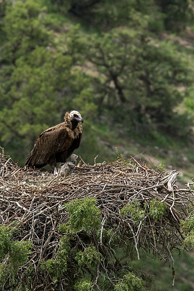 Mönchsgeier (Aegypius monachus)