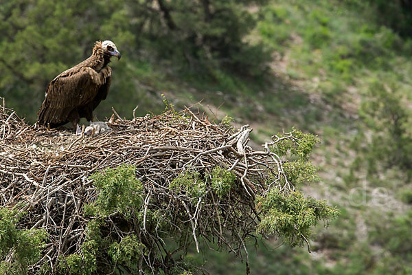 Mönchsgeier (Aegypius monachus)