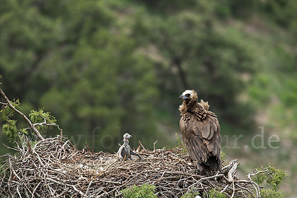 Mönchsgeier (Aegypius monachus)