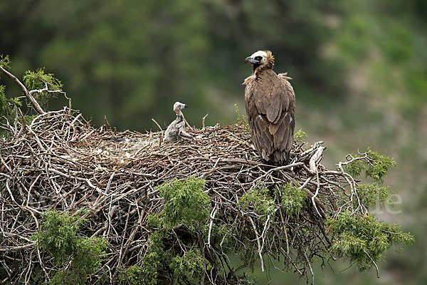 Mönchsgeier (Aegypius monachus)