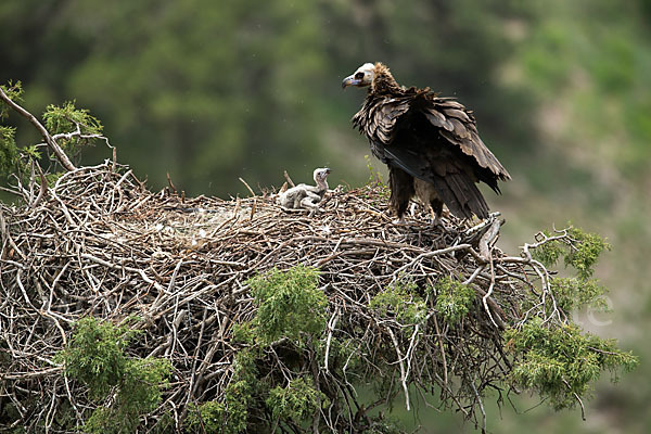 Mönchsgeier (Aegypius monachus)