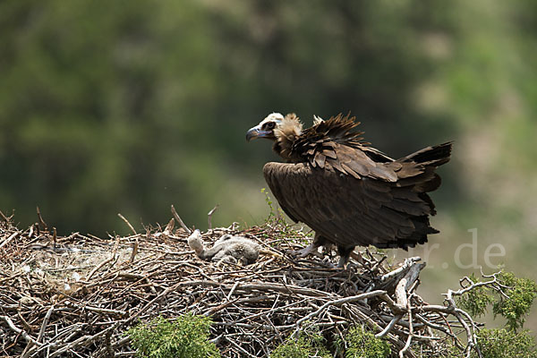 Mönchsgeier (Aegypius monachus)