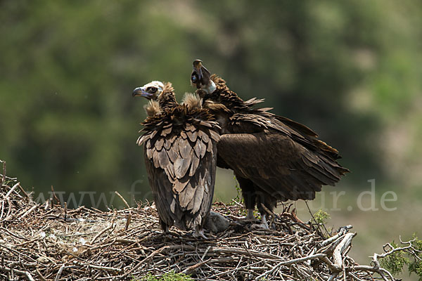 Mönchsgeier (Aegypius monachus)