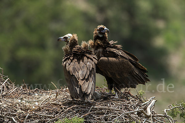 Mönchsgeier (Aegypius monachus)