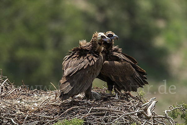 Mönchsgeier (Aegypius monachus)