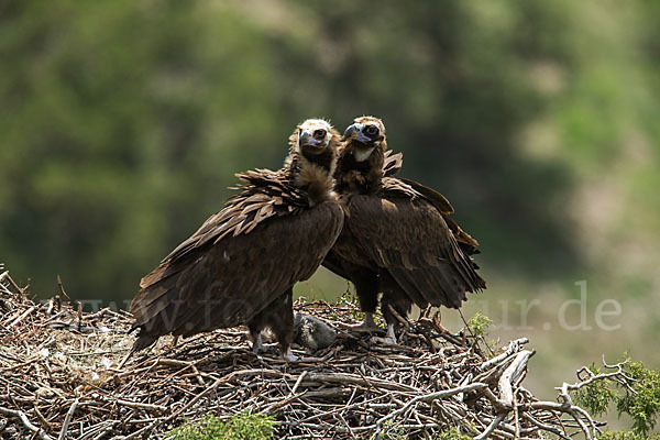 Mönchsgeier (Aegypius monachus)