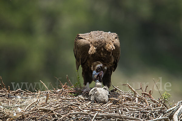 Mönchsgeier (Aegypius monachus)