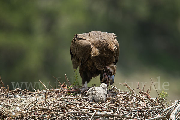 Mönchsgeier (Aegypius monachus)