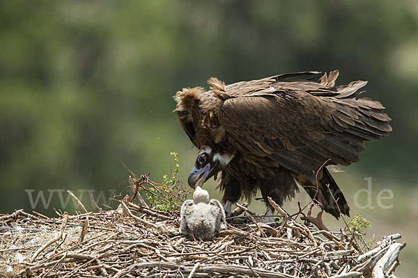 Mönchsgeier (Aegypius monachus)