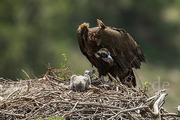 Mönchsgeier (Aegypius monachus)