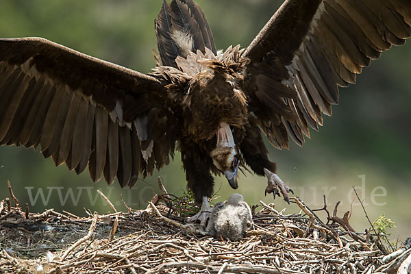 Mönchsgeier (Aegypius monachus)