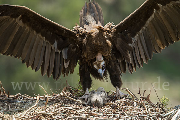 Mönchsgeier (Aegypius monachus)