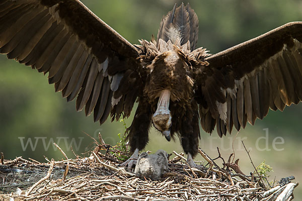 Mönchsgeier (Aegypius monachus)