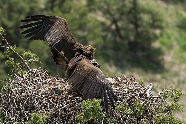 Mönchsgeier (Aegypius monachus)