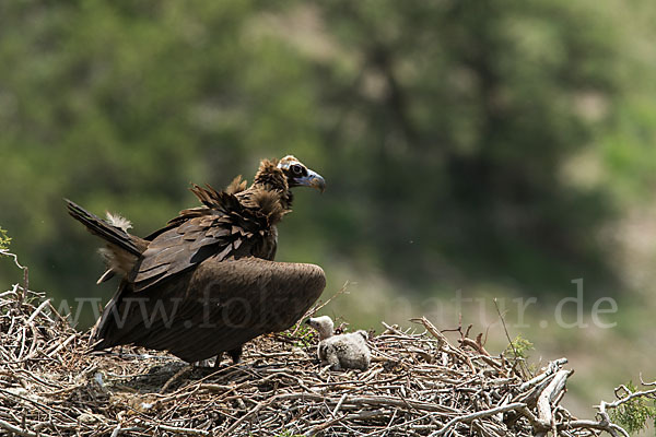 Mönchsgeier (Aegypius monachus)