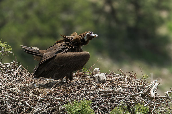 Mönchsgeier (Aegypius monachus)