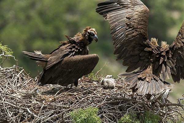 Mönchsgeier (Aegypius monachus)