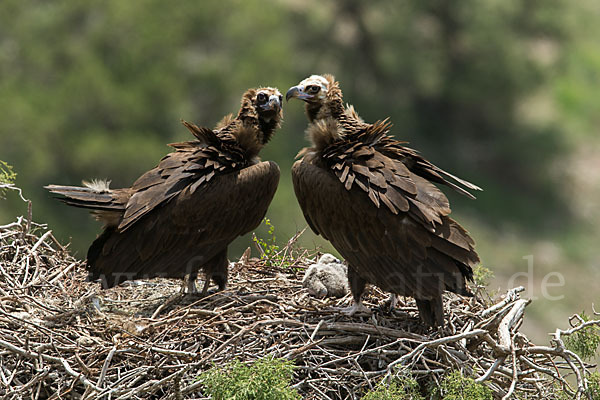 Mönchsgeier (Aegypius monachus)