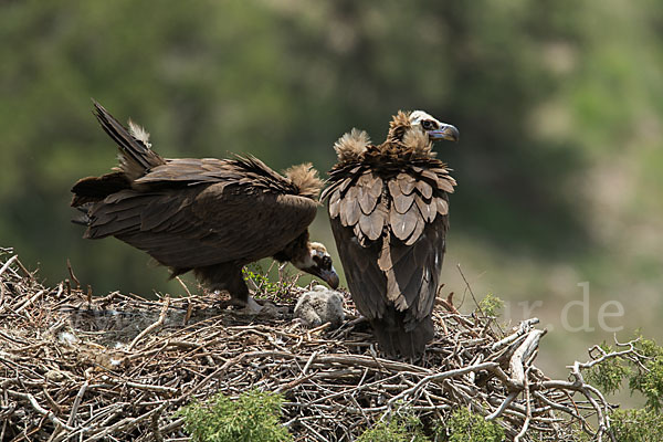 Mönchsgeier (Aegypius monachus)