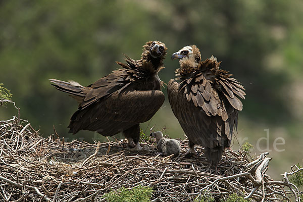 Mönchsgeier (Aegypius monachus)